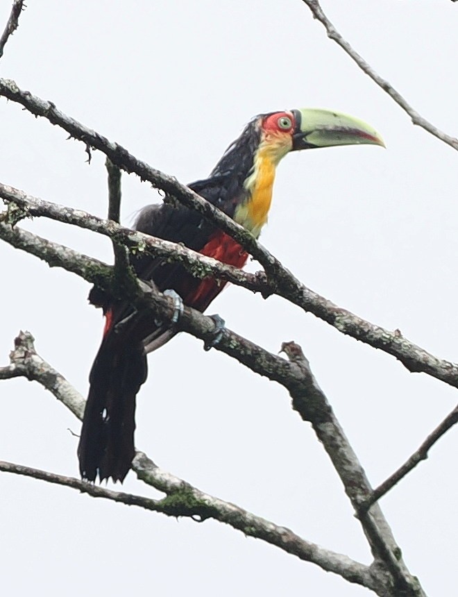 Red-breasted Toucan - ML651893108