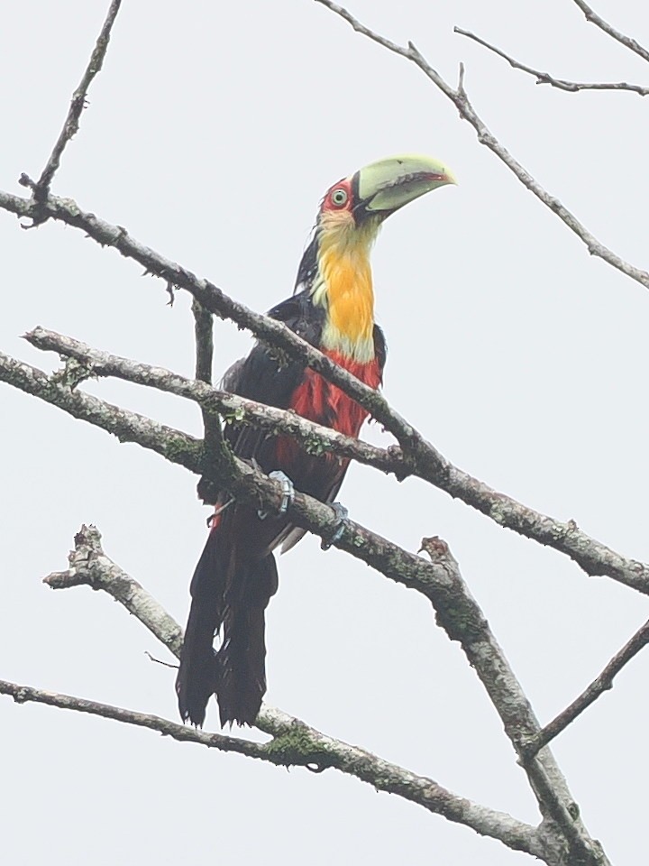 Red-breasted Toucan - ML651893111