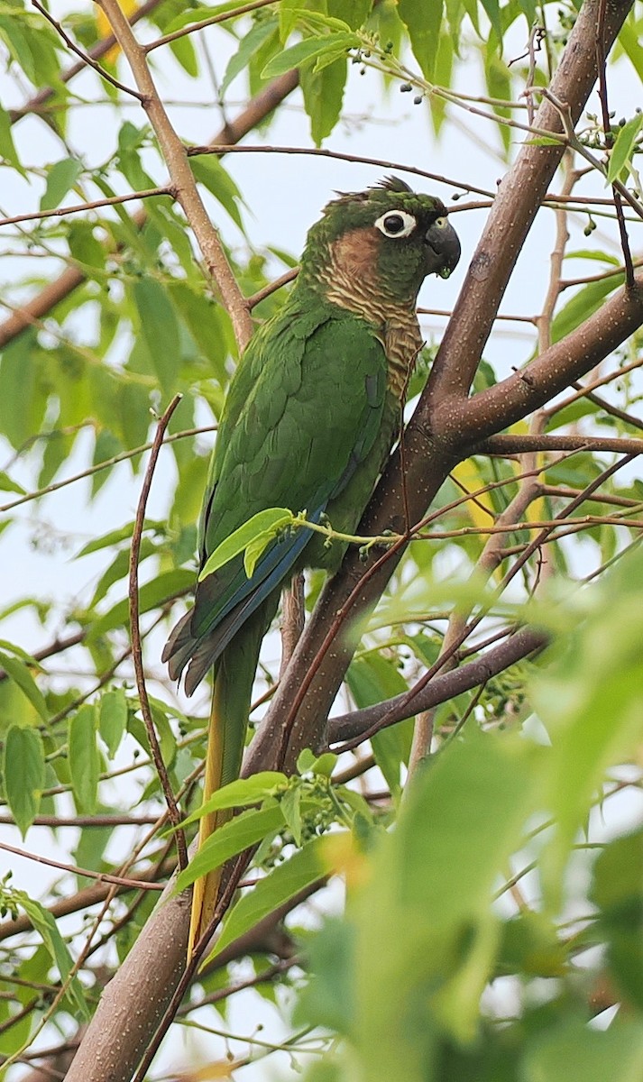 Maroon-bellied Parakeet - ML651893626