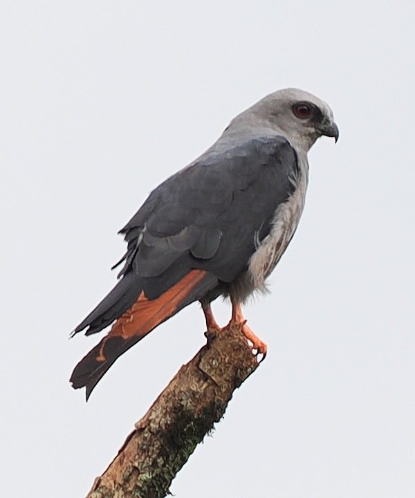 Plumbeous Kite - ML651893671