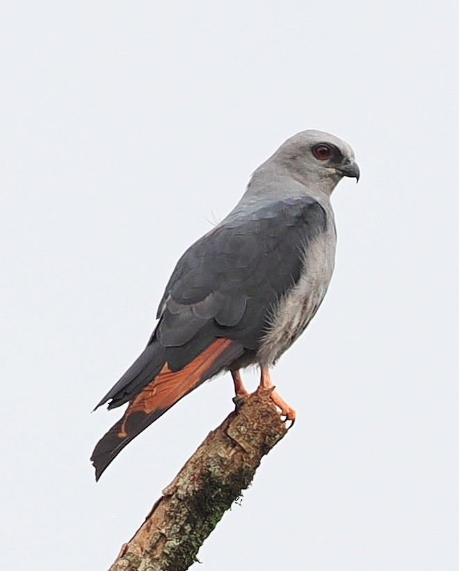 Plumbeous Kite - ML651893672