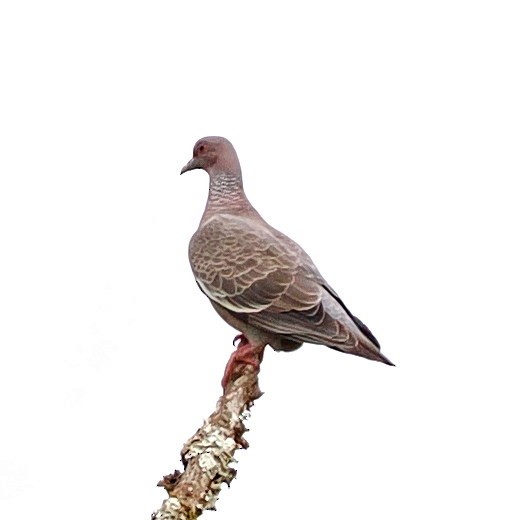 Picazuro Pigeon - ML651893677