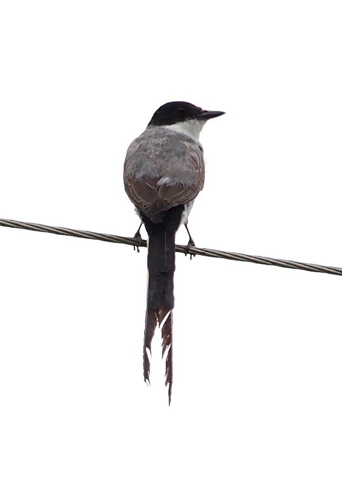 Fork-tailed Flycatcher - ML651893729