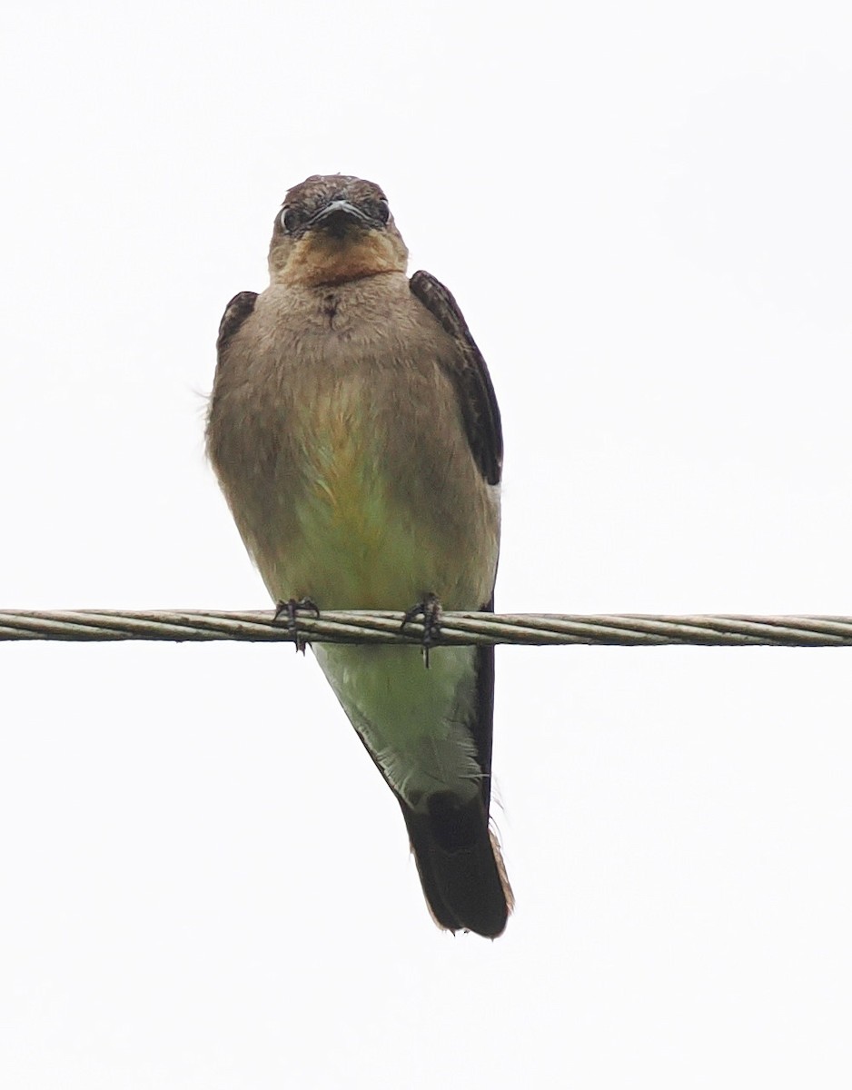 Southern Rough-winged Swallow - ML651893737