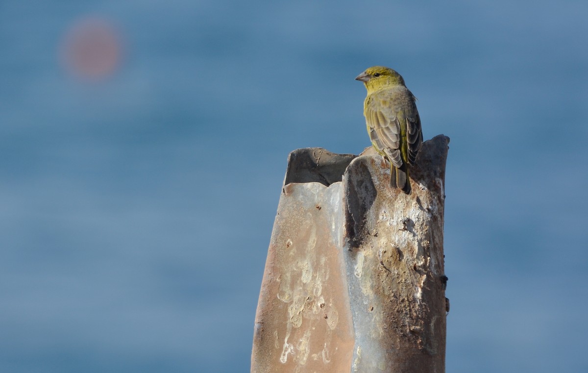 Chirigüe Oliváceo - ML651894050