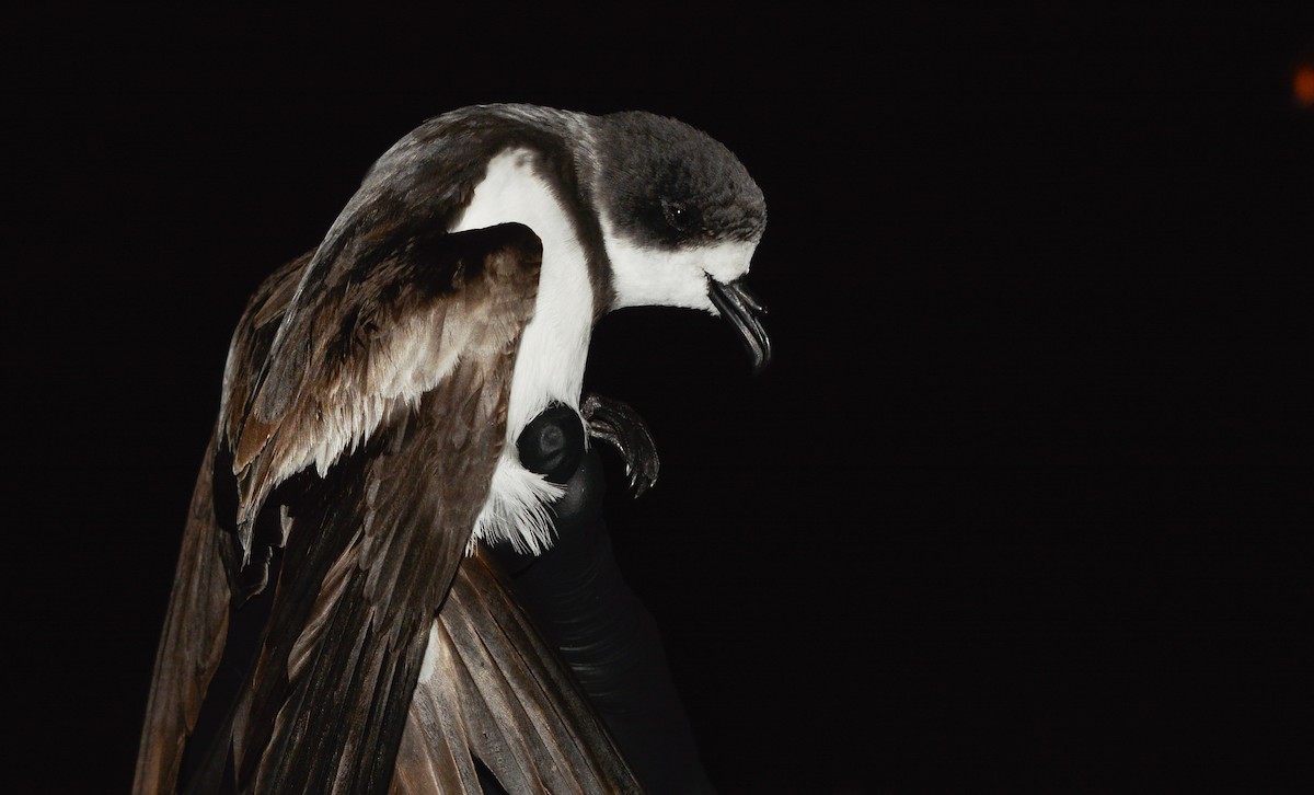 Paíño Acollarado - ML651894181