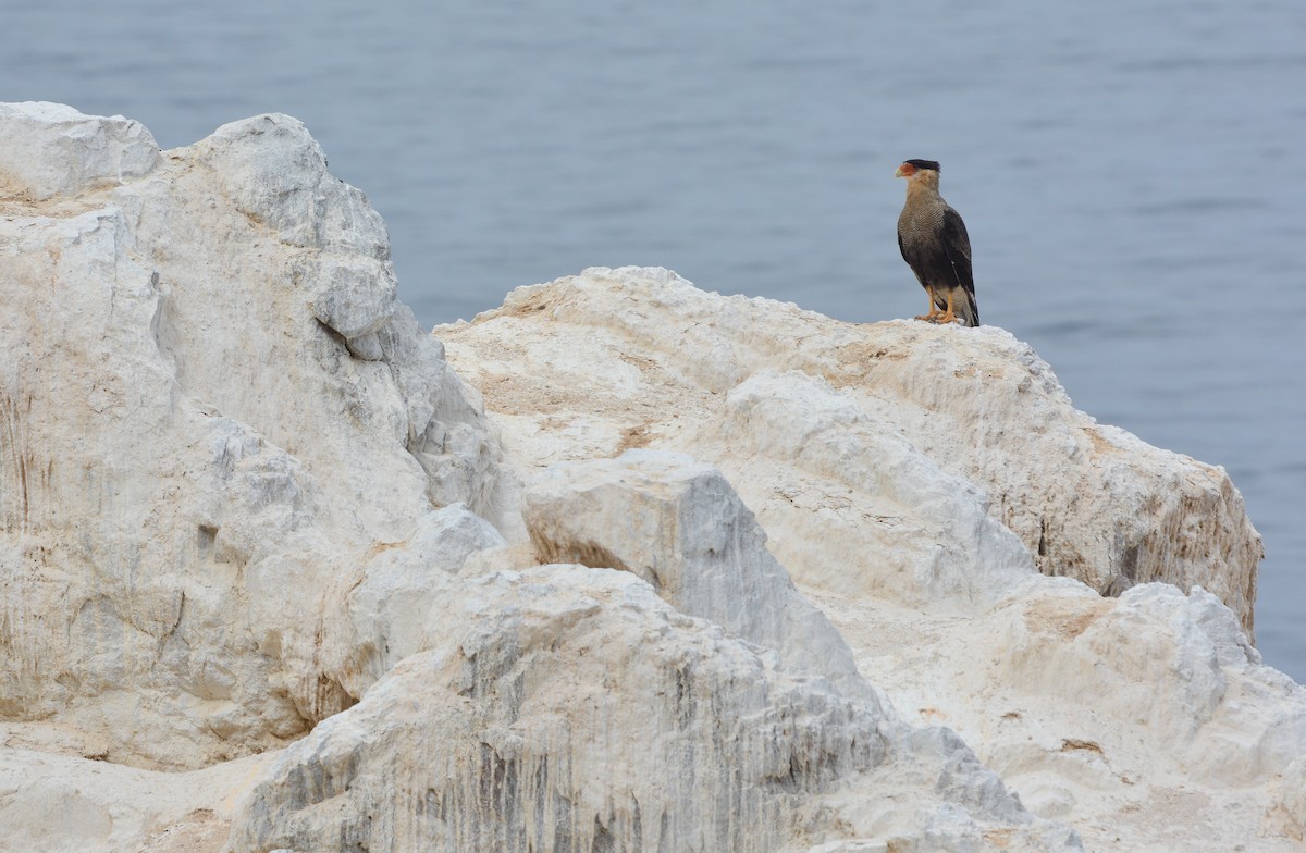 Caracara Carancho (sureño) - ML651894440