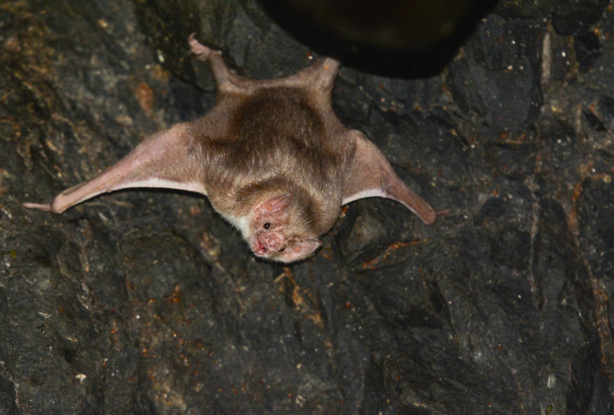 Murciélago vampiro - ML651894474