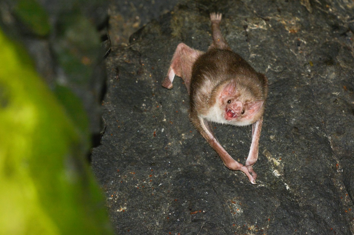 Murciélago vampiro - ML651894475