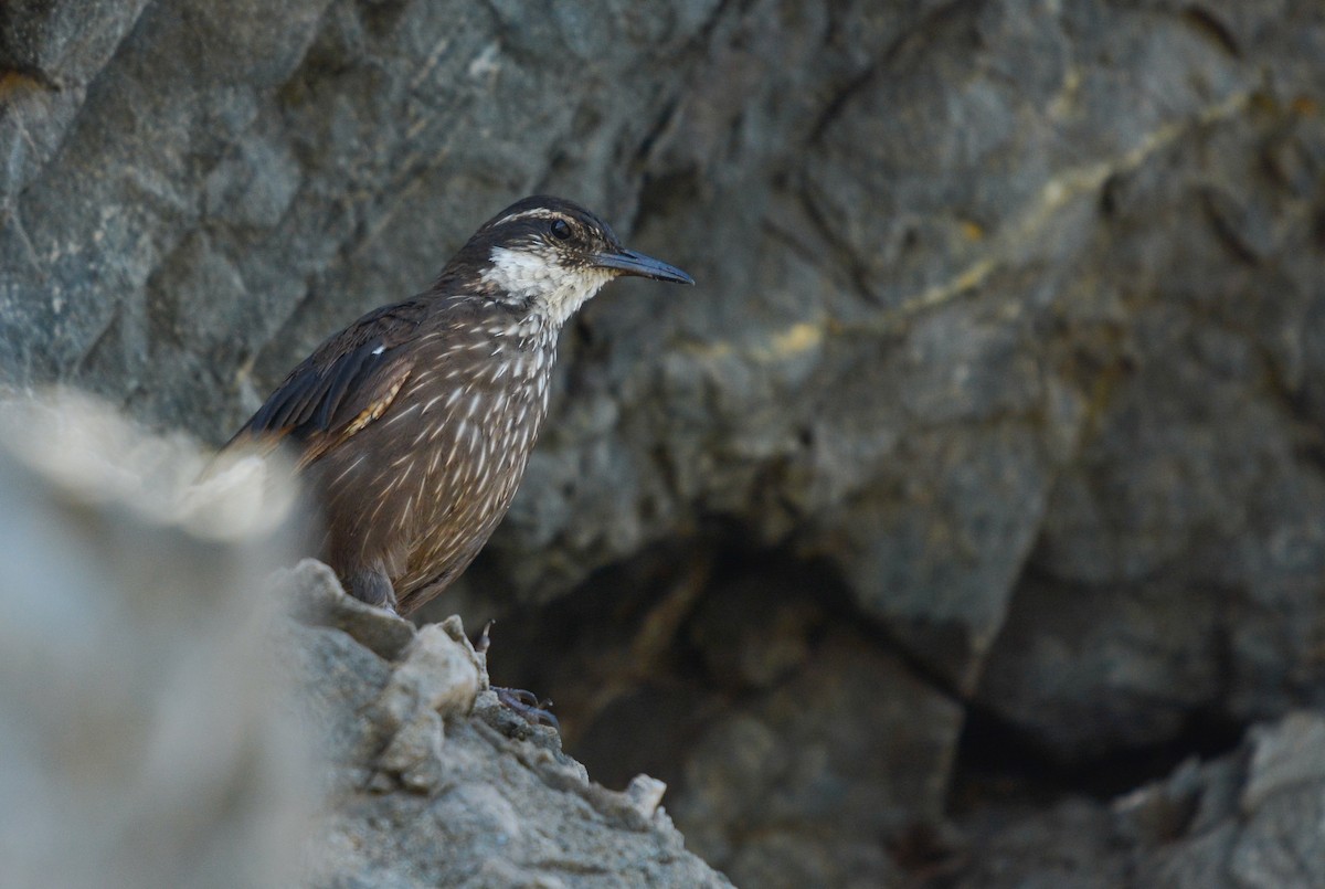 Remolinera Costera Chilena - ML651894500