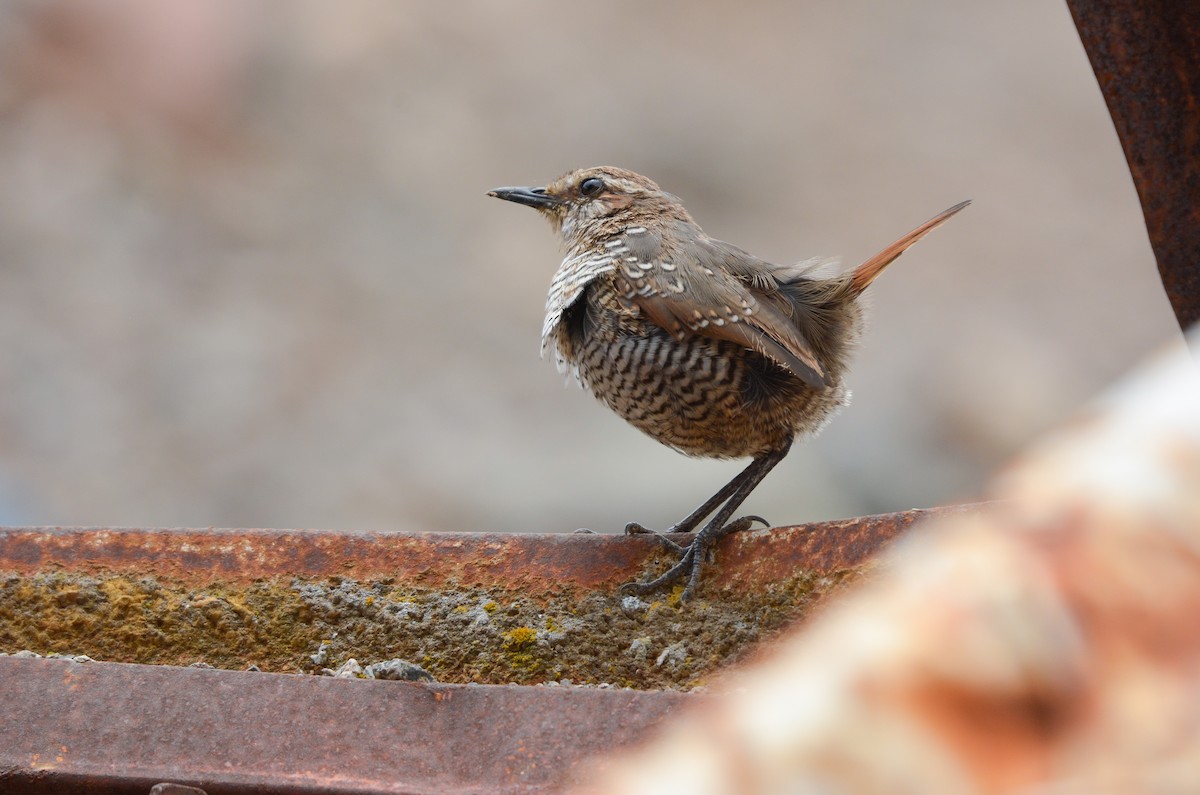 Tapaculo Gorjiblanco - ML651894726