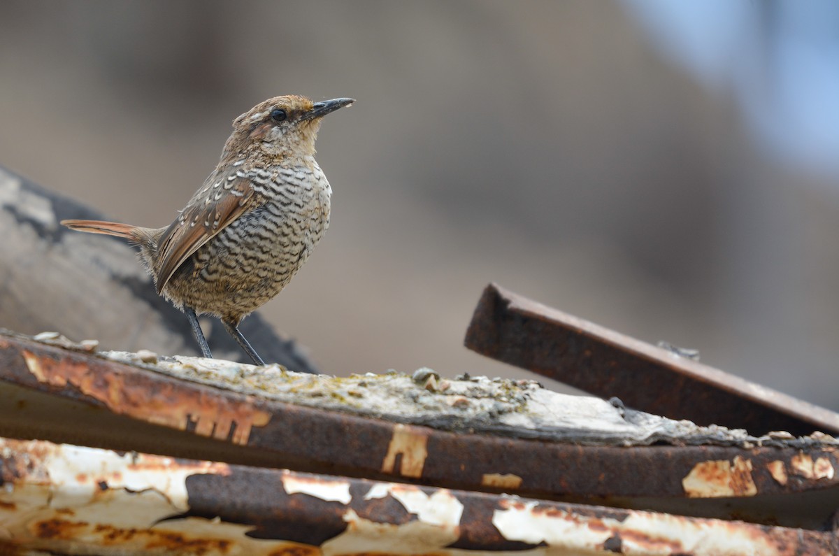 Tapaculo Gorjiblanco - ML651894727