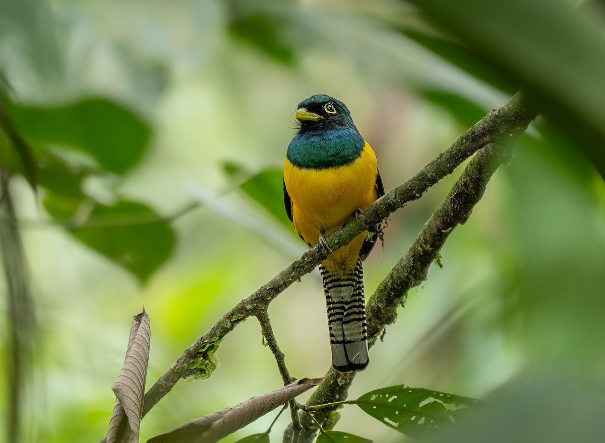 Choco Black-throated Trogon - ML651894730