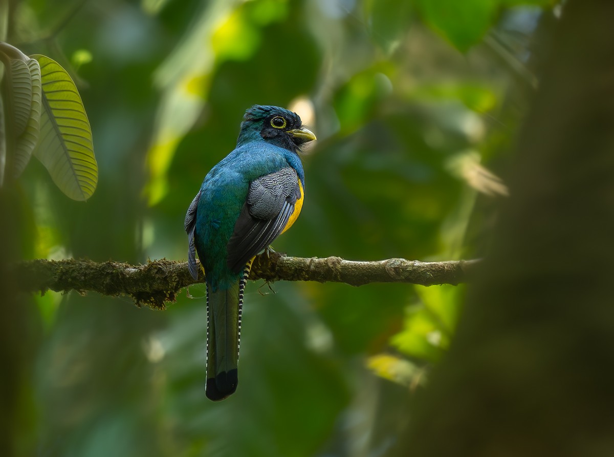 Choco Black-throated Trogon - ML651894745