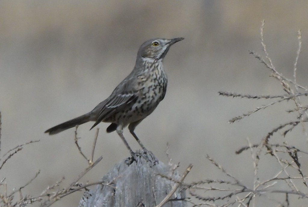 drozdec horský - ML651896049