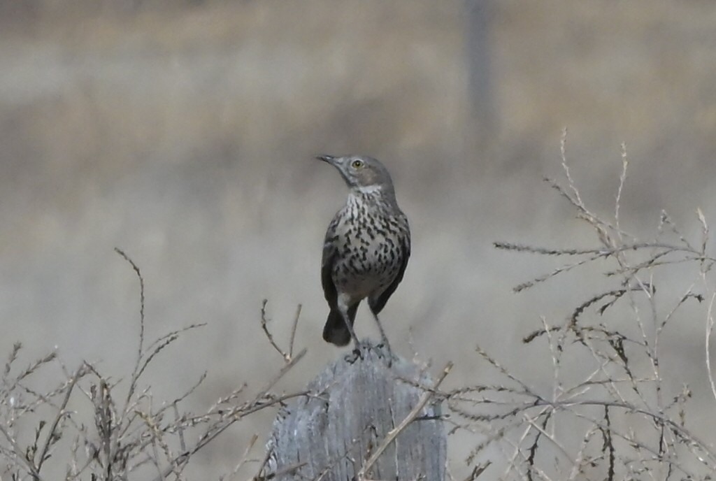 drozdec horský - ML651896050