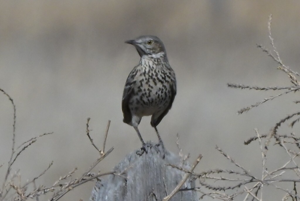 drozdec horský - ML651896051