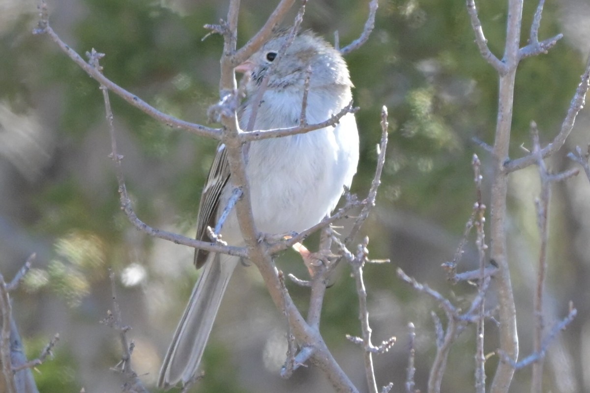 Field Sparrow - ML651896125