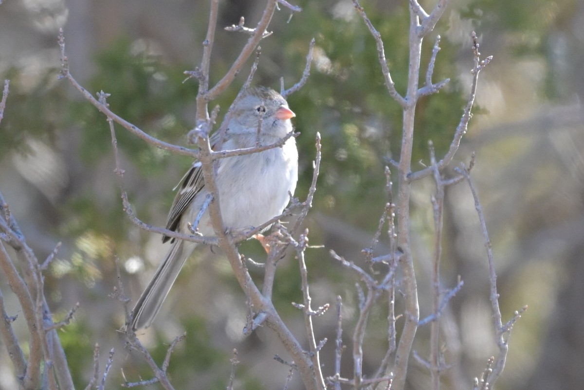 Field Sparrow - ML651896126