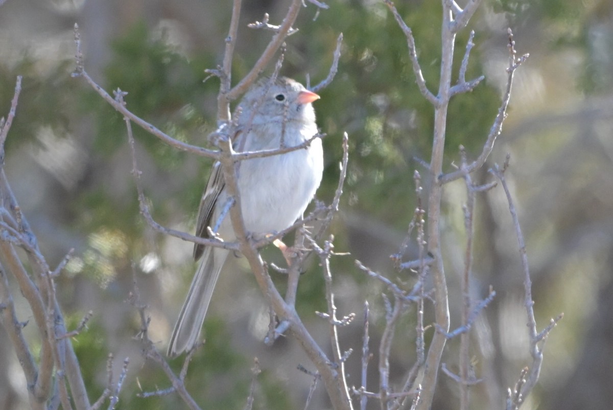 Field Sparrow - ML651896127