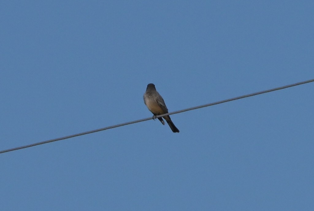 Say's Phoebe - ML651896291