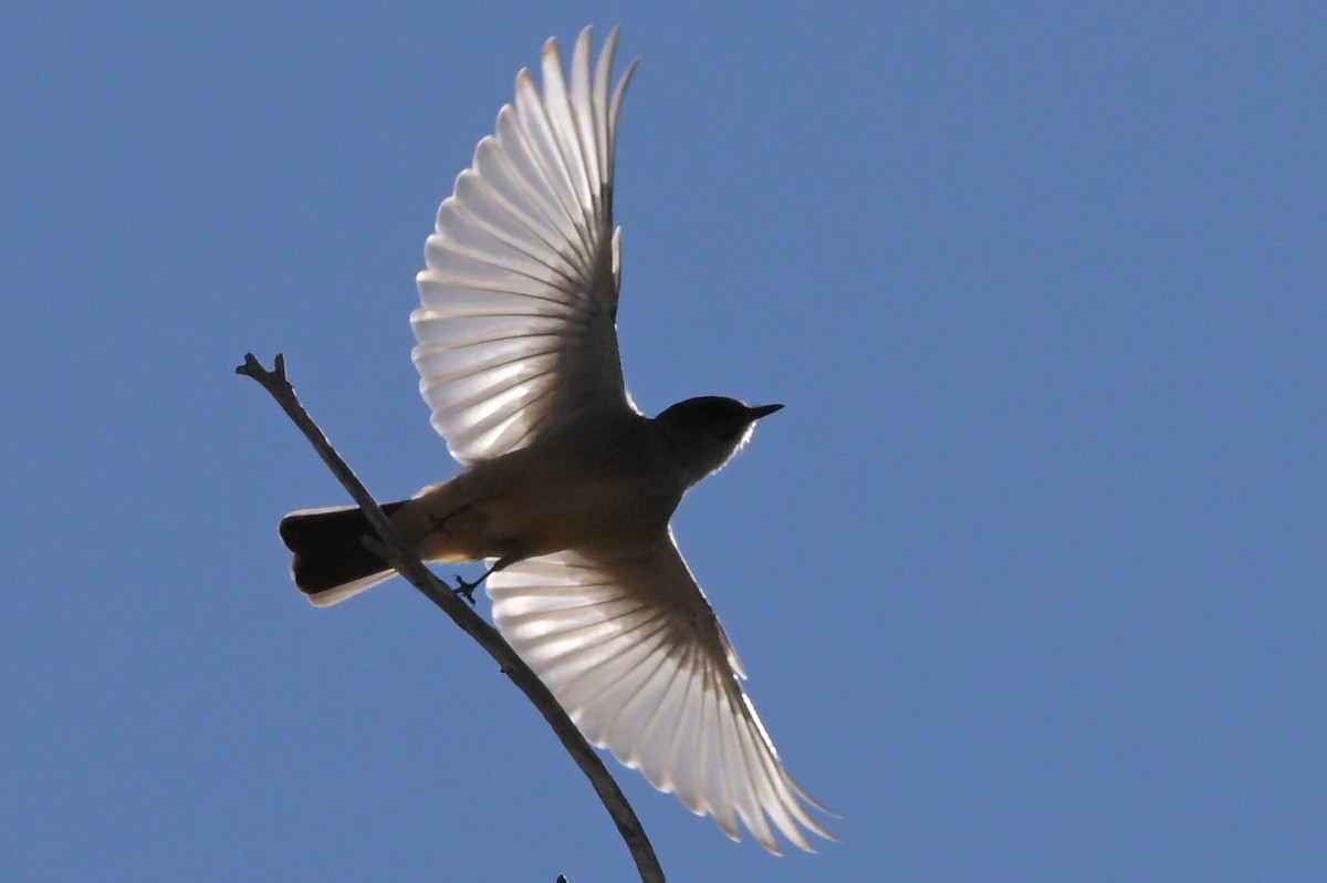 Say's Phoebe - ML651896292