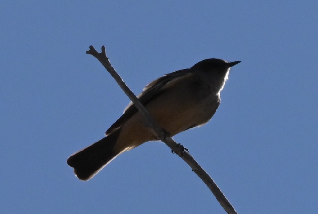 Say's Phoebe - ML651896294