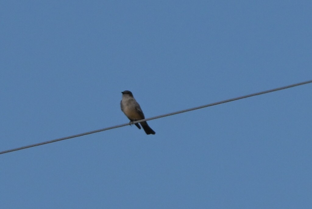 Say's Phoebe - ML651896295
