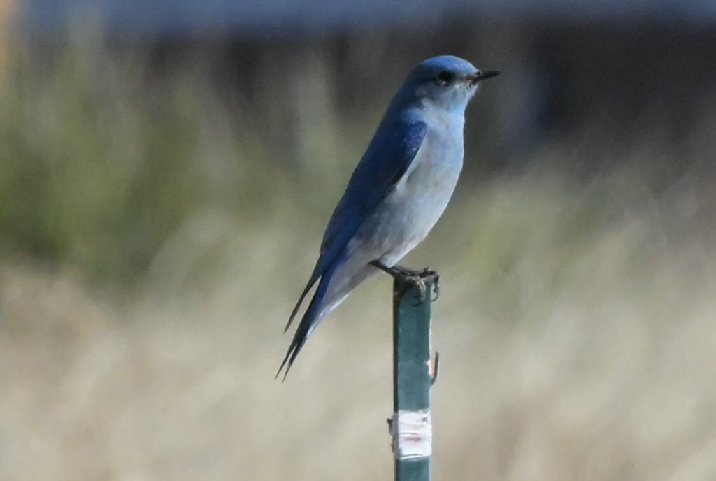 salašník horský - ML651896399