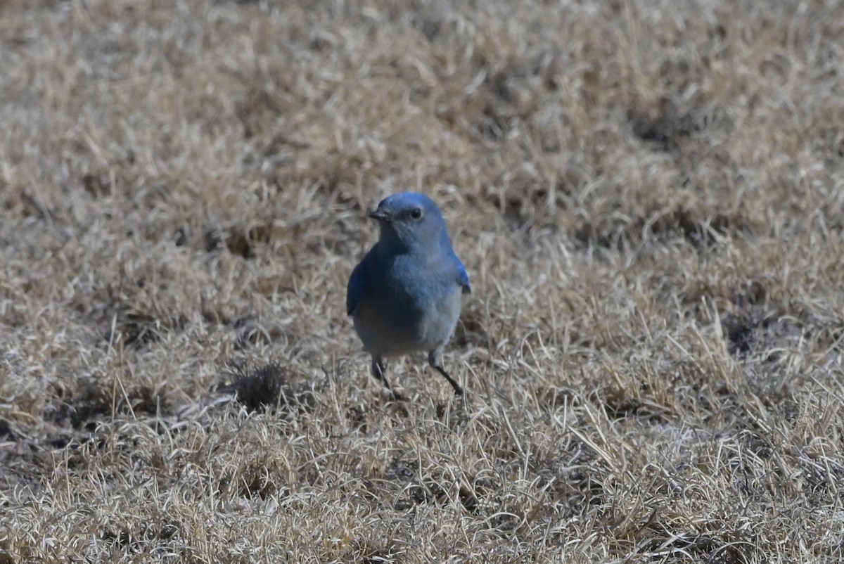 salašník horský - ML651896400