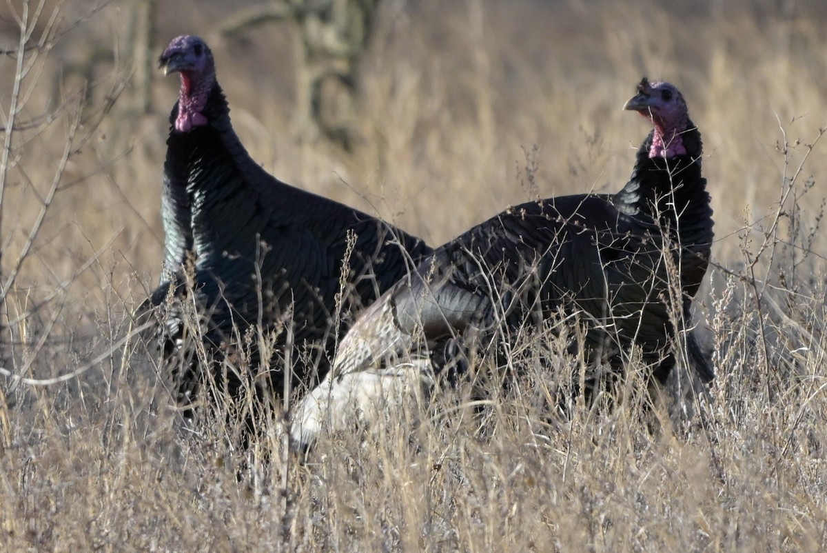 krocan divoký - ML651896550