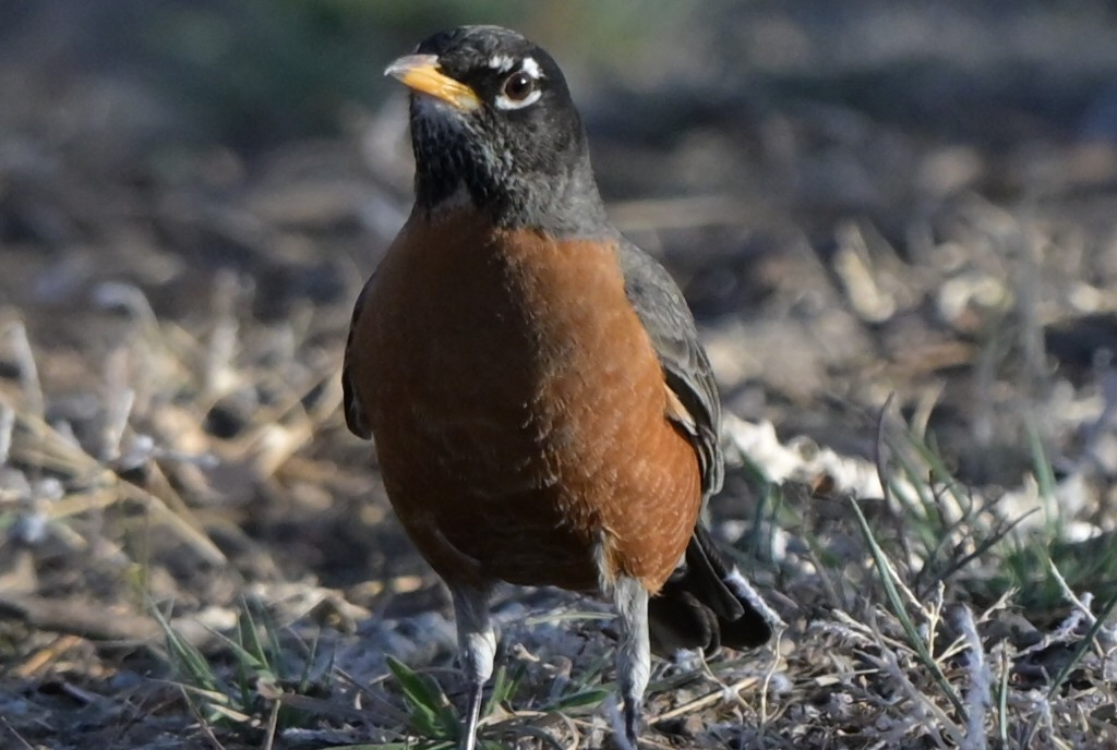 drozd stěhovavý - ML651896590