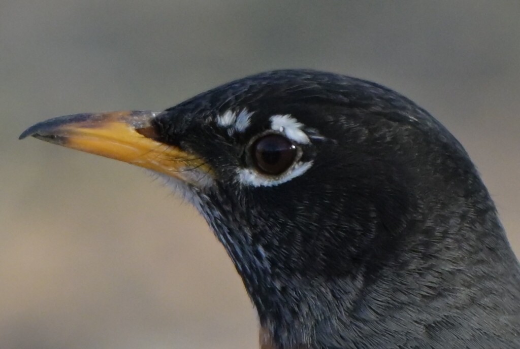 drozd stěhovavý - ML651896591