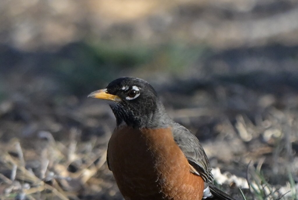 drozd stěhovavý - ML651896592