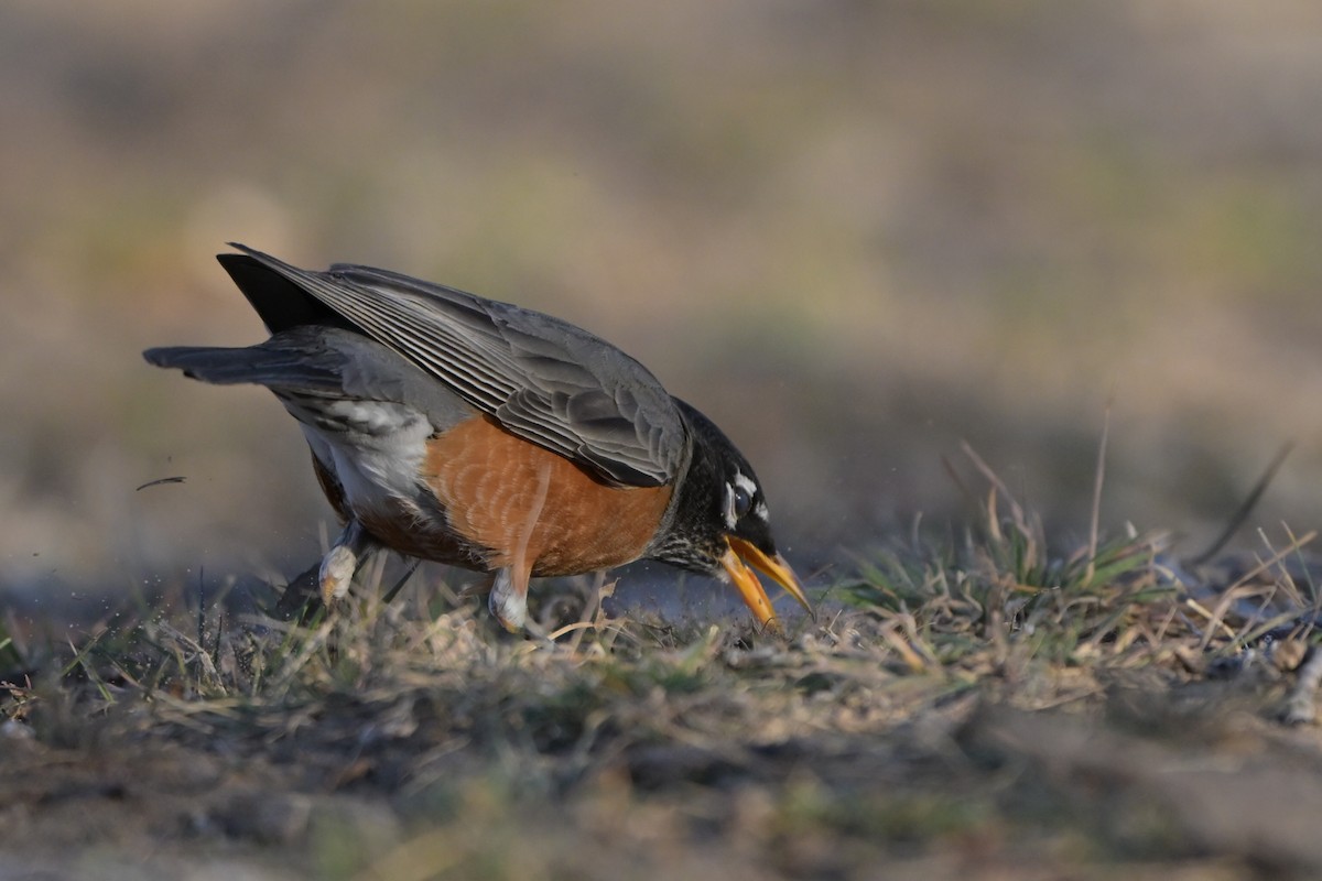 drozd stěhovavý - ML651896593