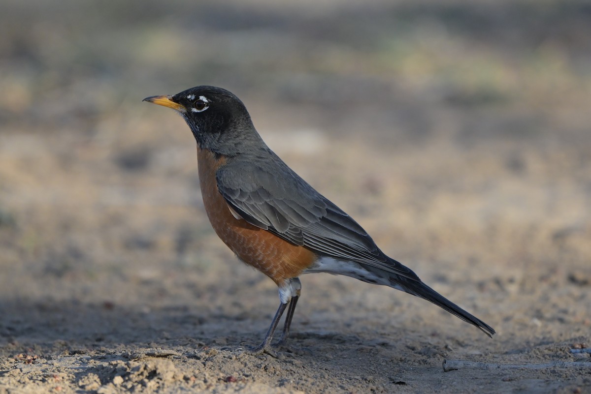 drozd stěhovavý - ML651896594