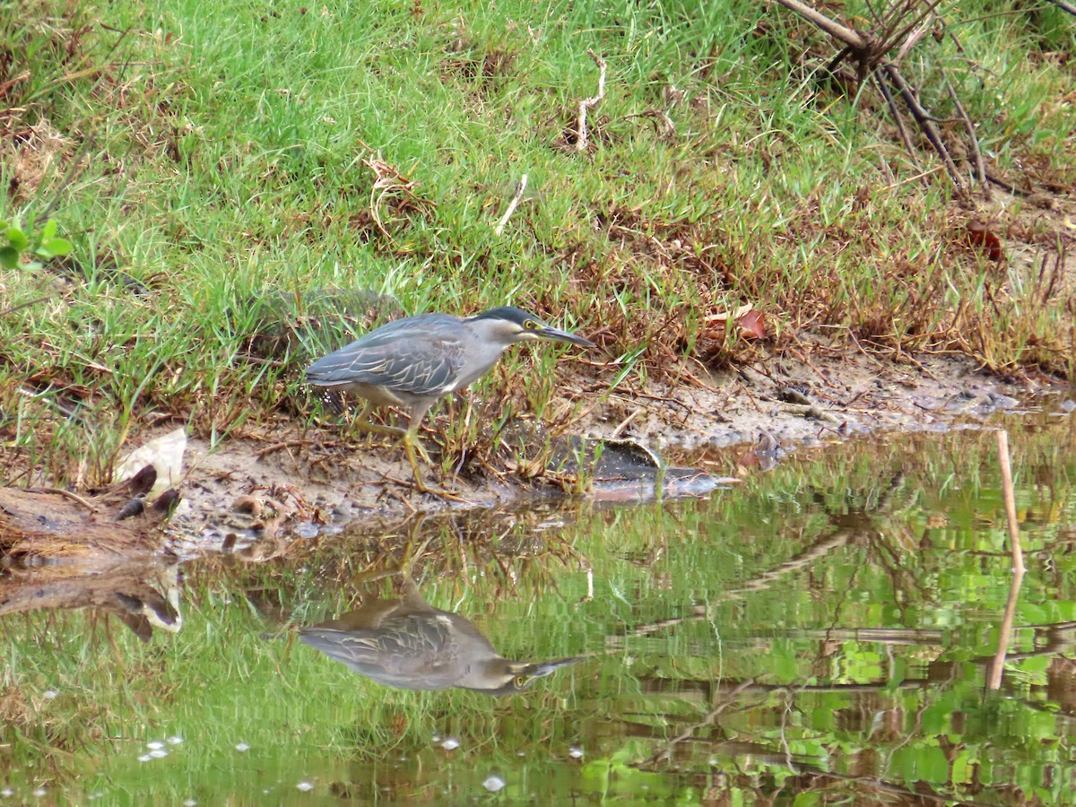 Little Heron - ML651896683