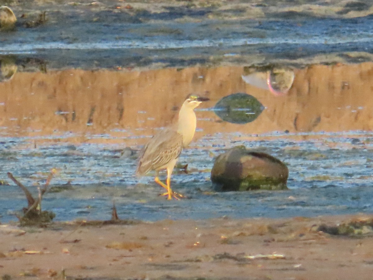 Little Heron - ML651897356