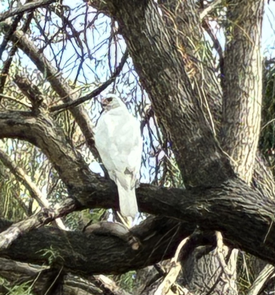 Grauhabicht - ML651897583