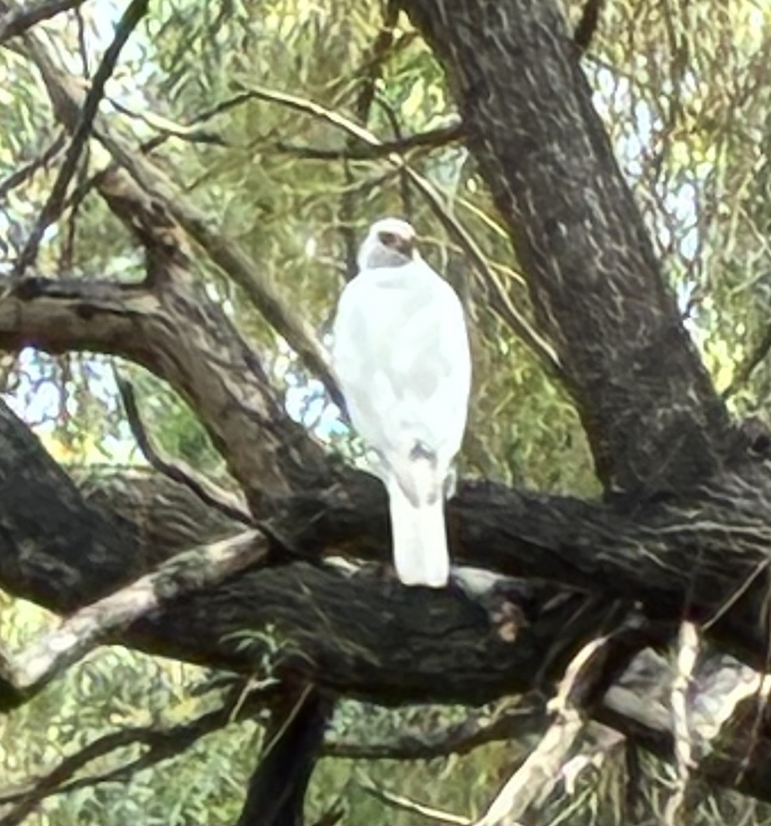 Grauhabicht - ML651897584