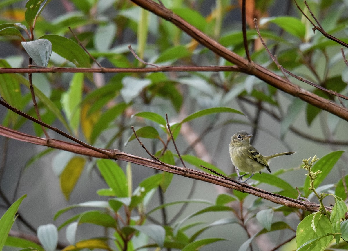 Bahia Tyrannulet - ML651898064