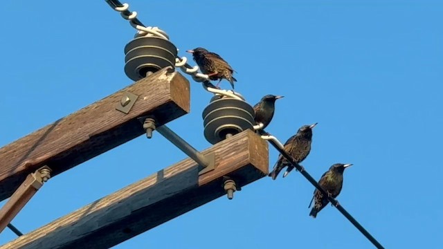 Storno - ML651898442