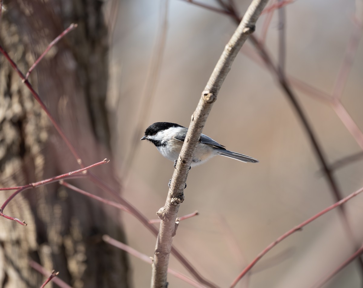 Black-capped Chickadee - ML651898764