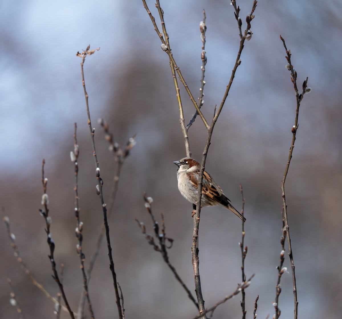 House Sparrow - ML651898769