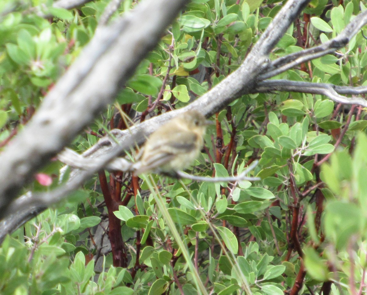 Buff-breasted Flycatcher - ML651898802