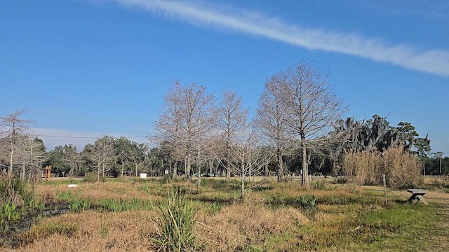 Couch's Kingbird - ML651898913