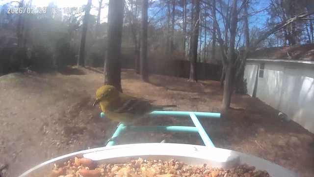 Kiefernwaldsänger - ML651898922