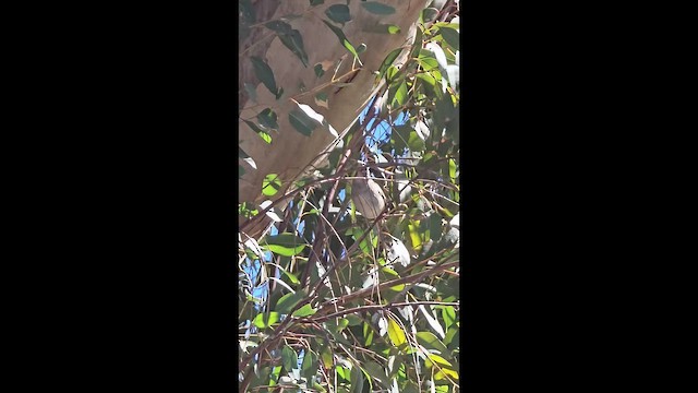 White-crowned Sparrow - ML651898930