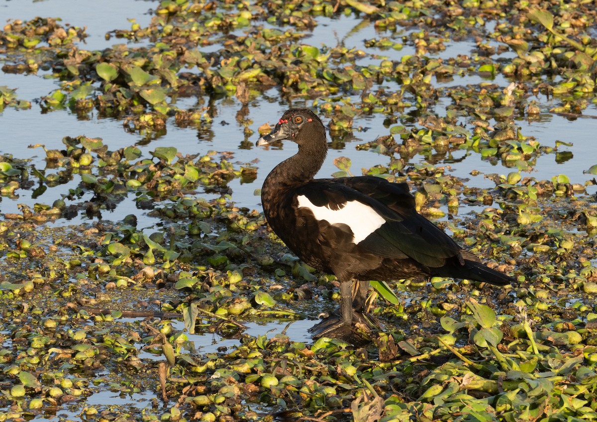 Moskof Ördeği - ML651898972