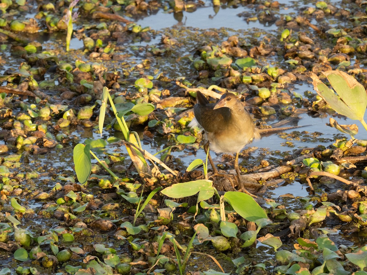 Sarı Bacaklı Sazhorozu - ML651898980